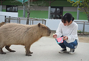 ふれあい動物王国 カピバラ