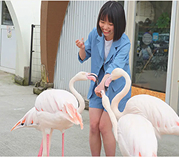 ふれあい動物王国 フラミンゴ